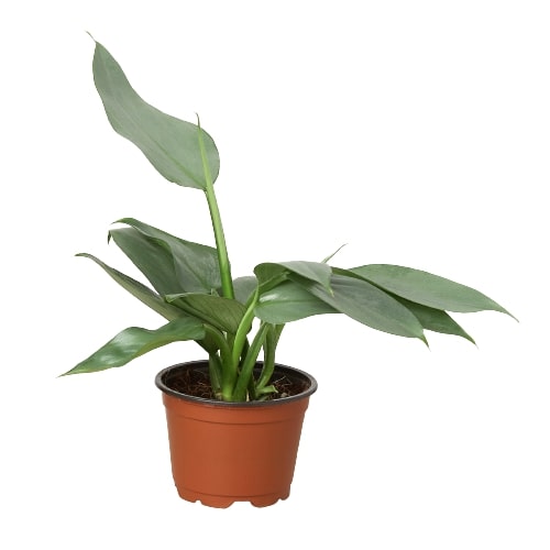 Philodendron 'Silver Sword' indoor houseplant