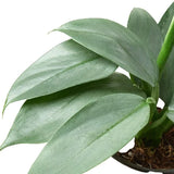 Philodendron 'Silver Sword' indoor houseplant