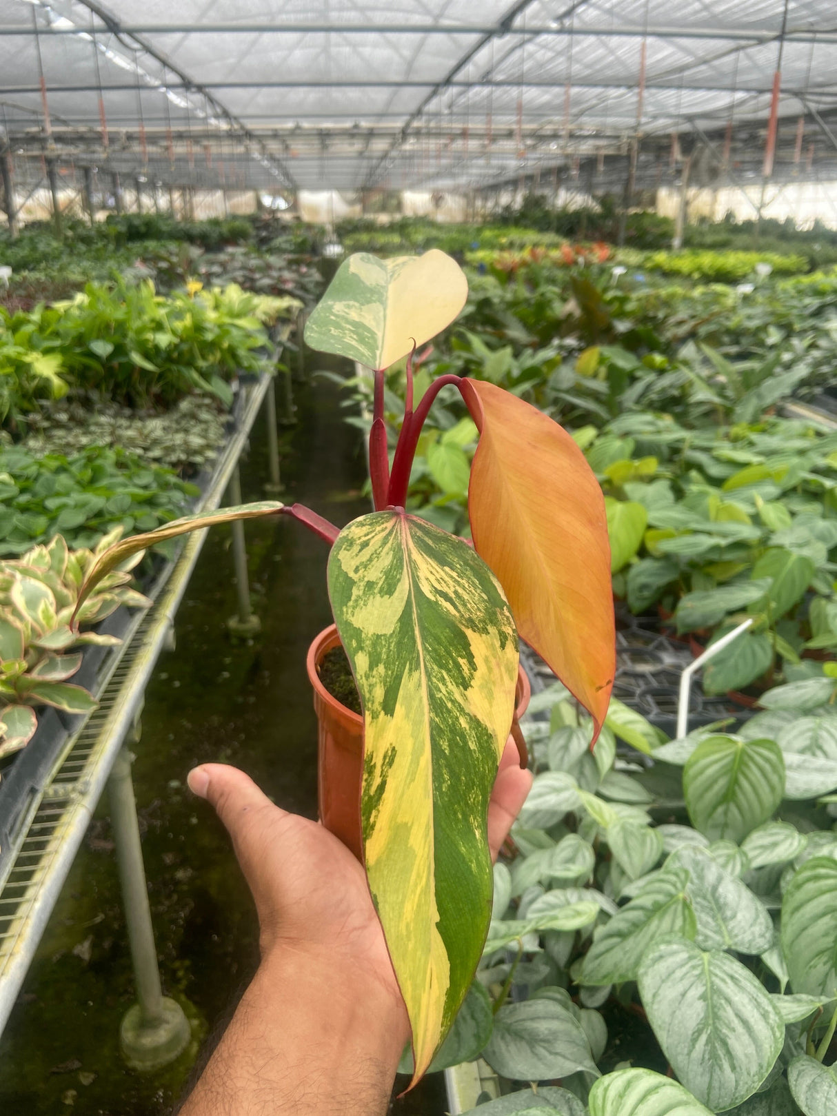 Philodendron 'Strawberry Shake' indoor houseplant