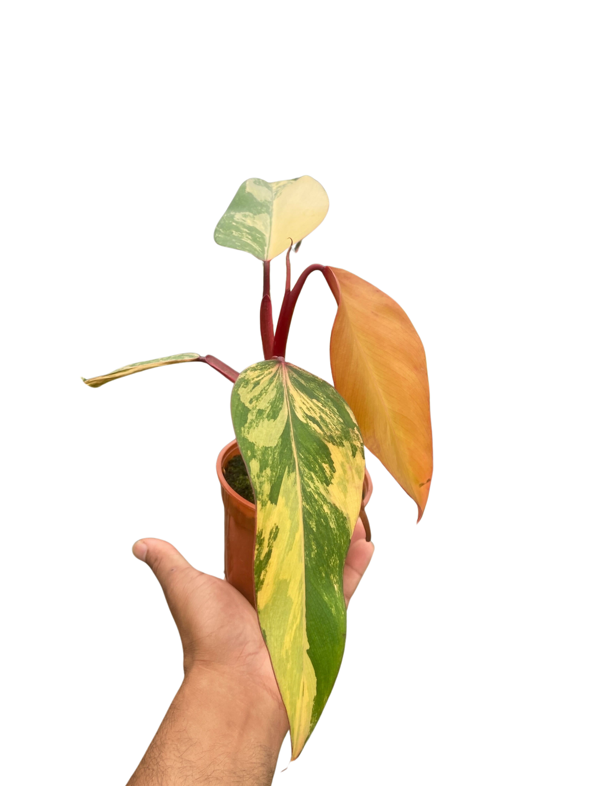 Philodendron 'Strawberry Shake' indoor houseplant