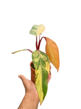 Philodendron 'Strawberry Shake' indoor houseplant