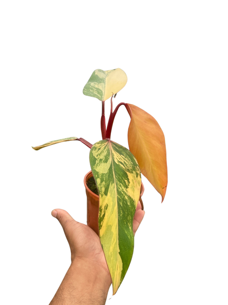 Philodendron 'Strawberry Shake' indoor houseplant