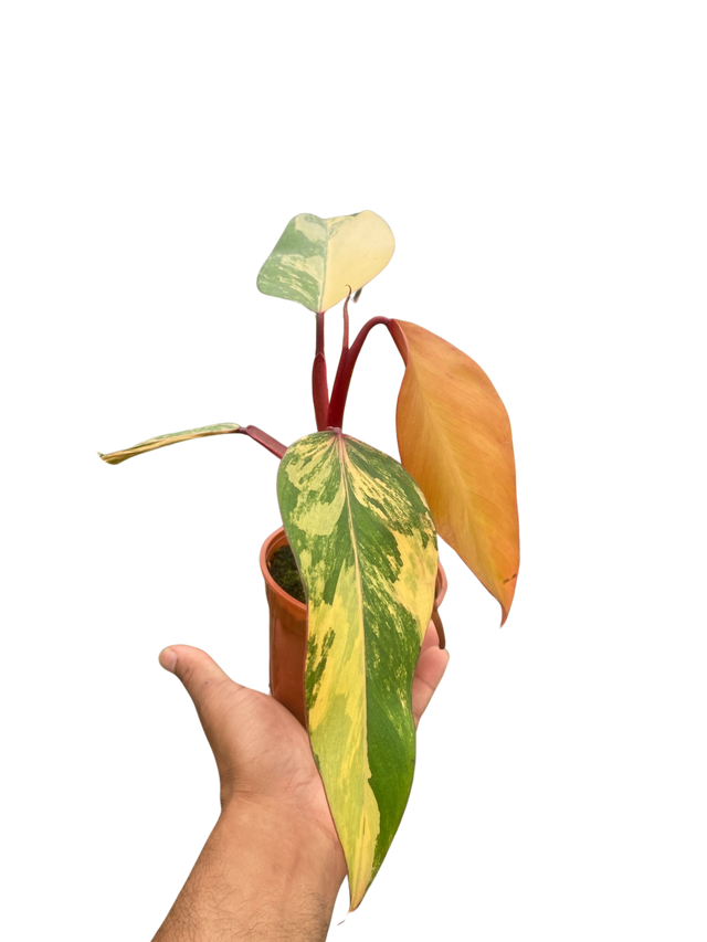 Philodendron 'Strawberry Shake' indoor houseplant