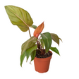 Philodendron 'Summer Glory' indoor houseplant