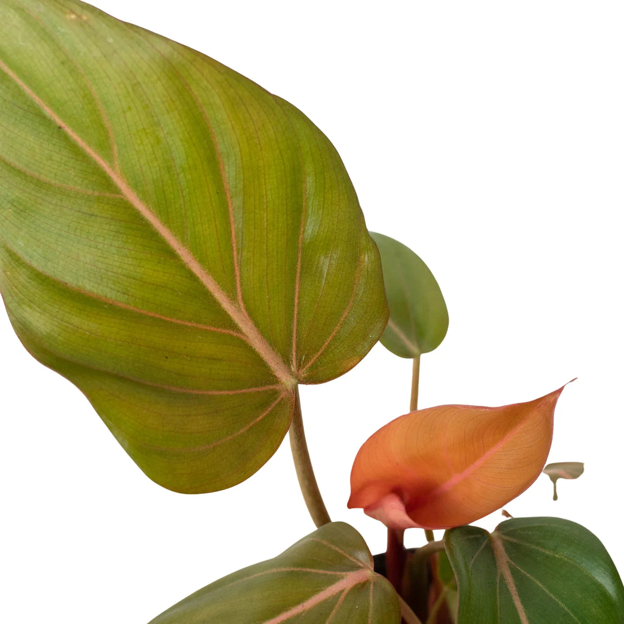 Philodendron 'Summer Glory' indoor houseplant