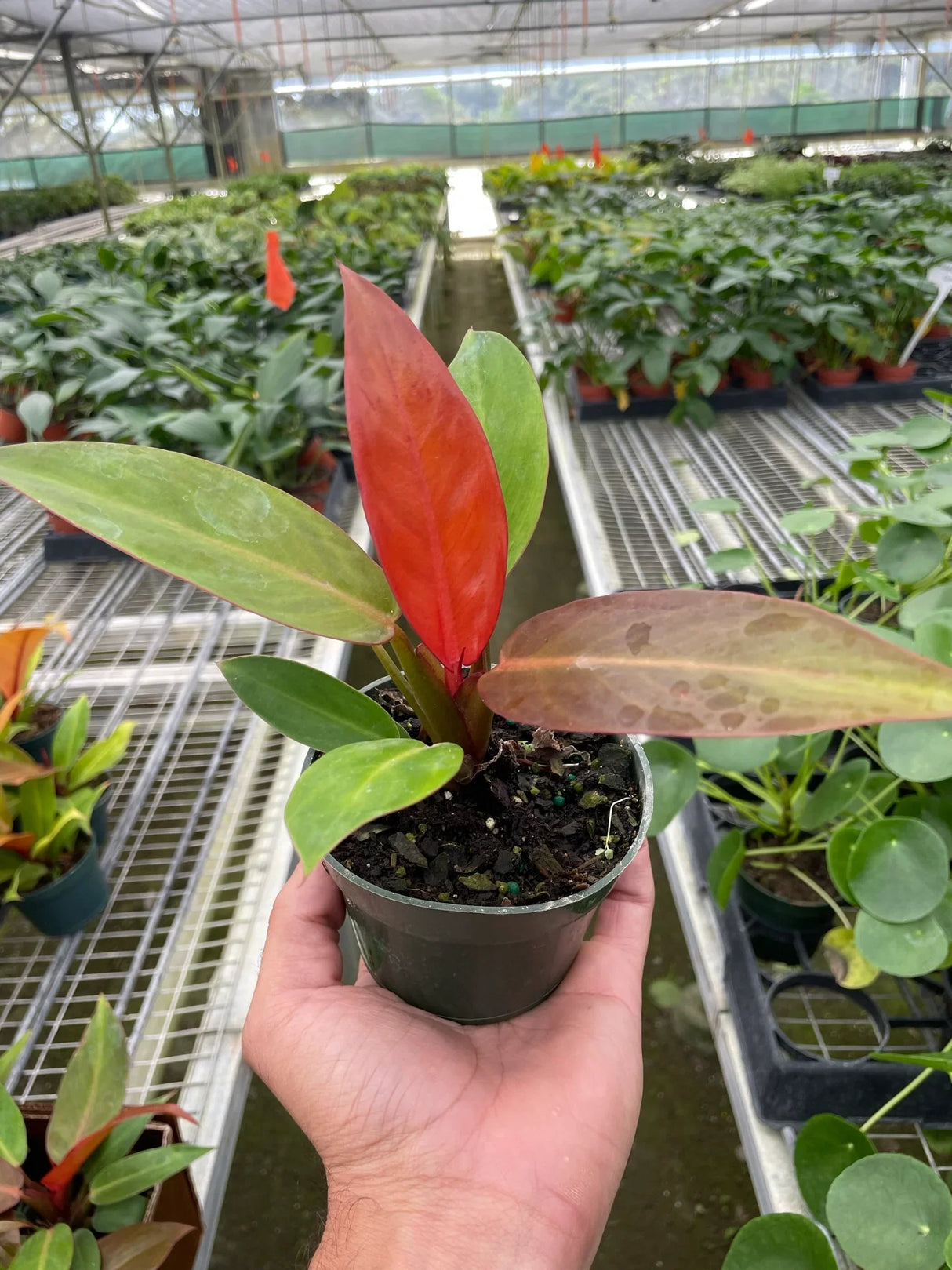 Philodendron 'Sun Red' indoor houseplant