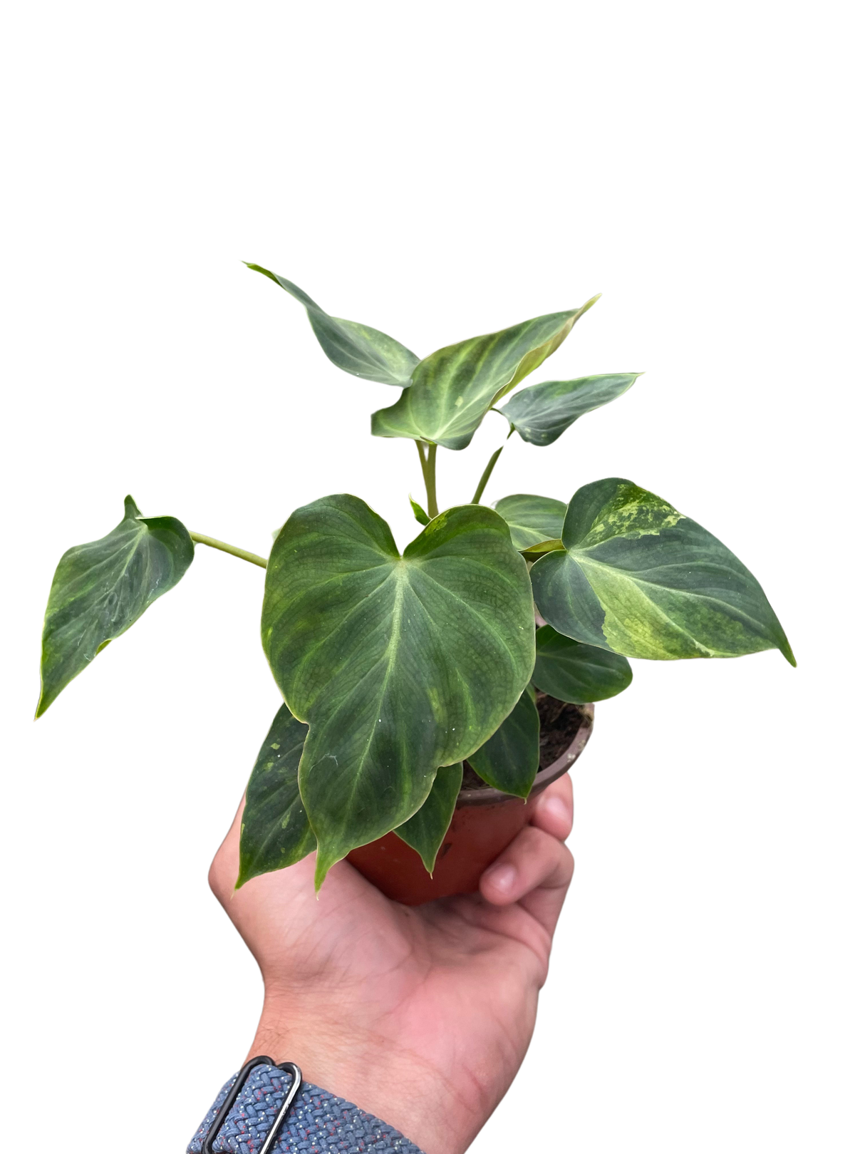 Philodendron 'Verrucosum' indoor houseplant