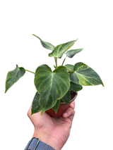 Philodendron 'Verrucosum' indoor houseplant