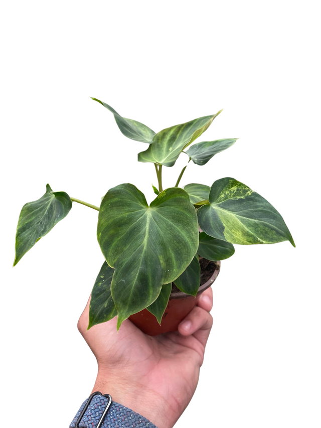 Philodendron 'Verrucosum' indoor houseplant