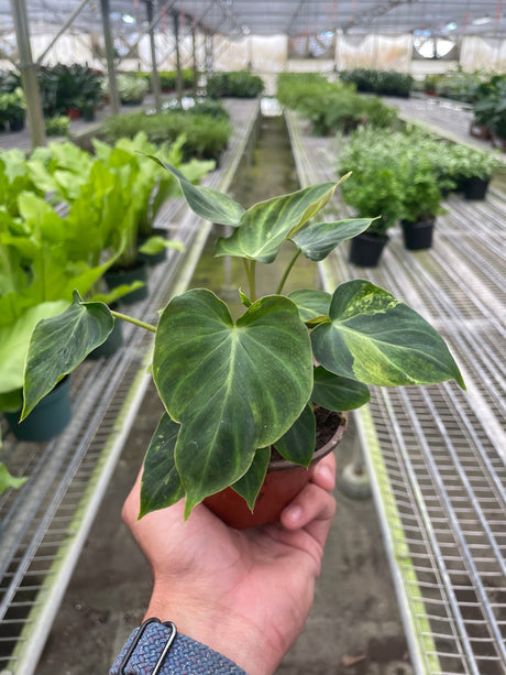 Philodendron 'Verrucosum' indoor houseplant