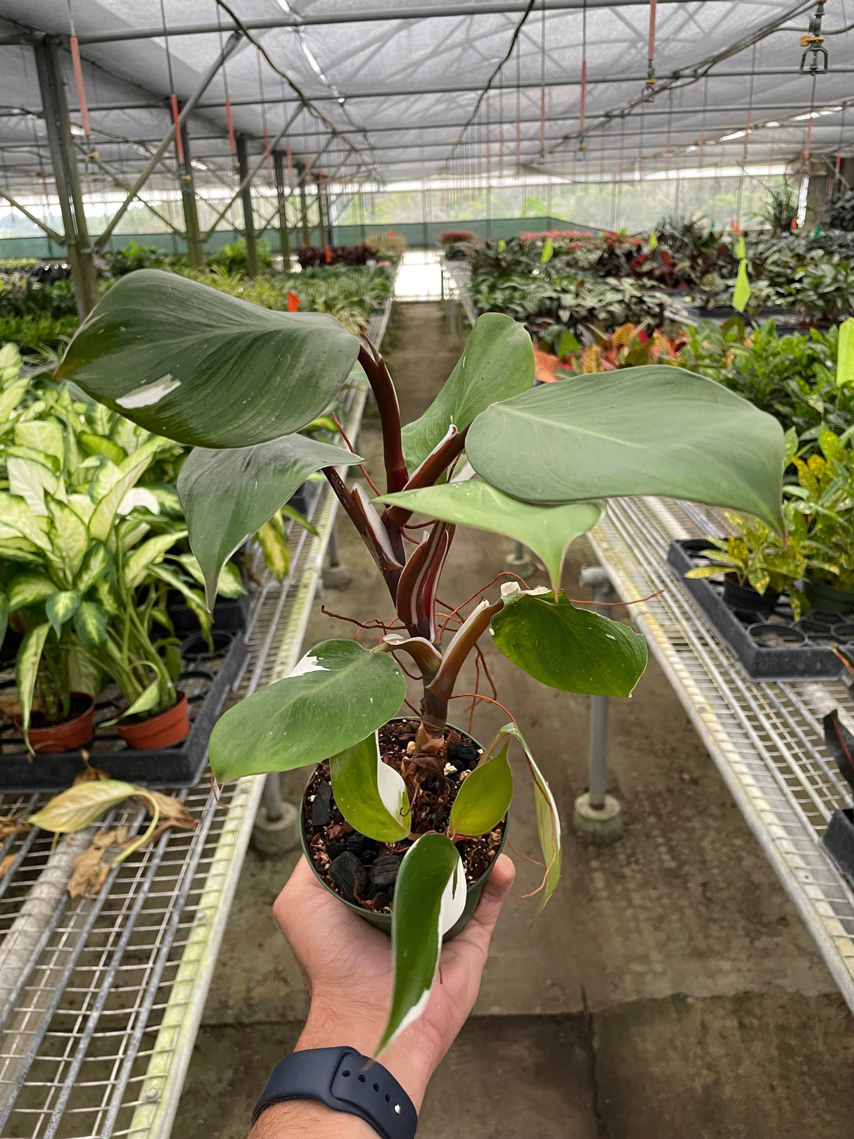 Philodendron 'White Knight' indoor houseplant