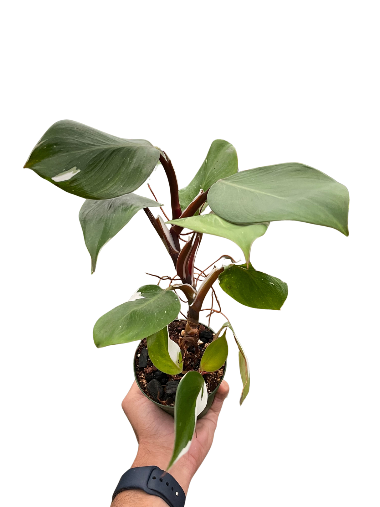 Philodendron 'White Knight' indoor houseplant