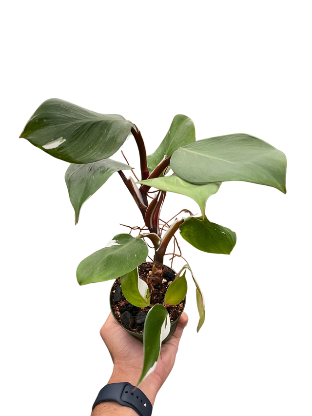 Philodendron 'White Knight' indoor houseplant