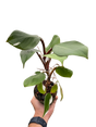 Philodendron 'White Knight' indoor houseplant