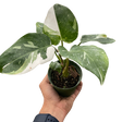 Philodendron 'White Princess' indoor houseplant