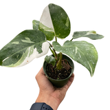 Philodendron 'White Princess' indoor houseplant