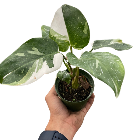 Philodendron 'White Princess' indoor houseplant