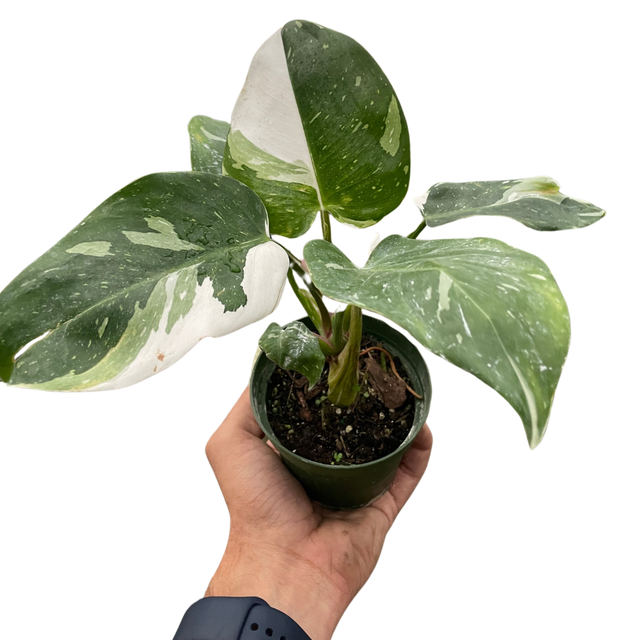 Philodendron 'White Princess' indoor houseplant