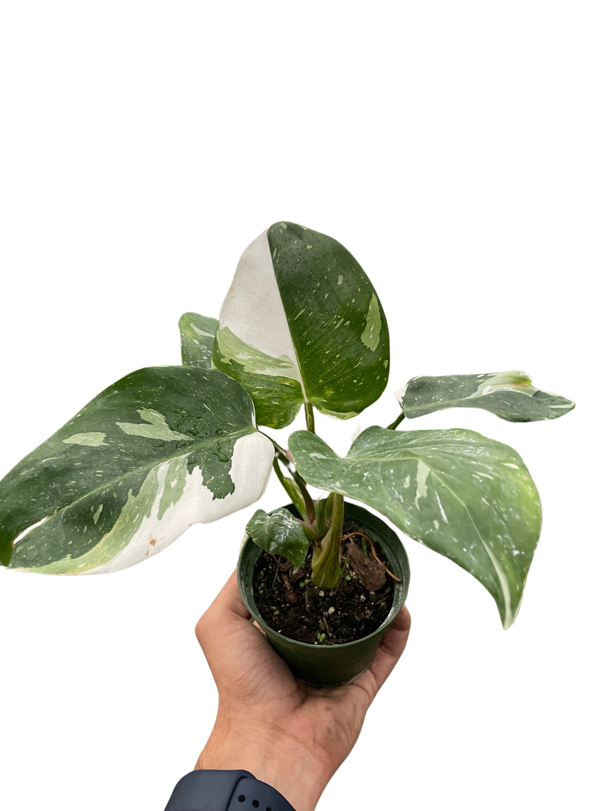 Philodendron 'White Princess' indoor houseplant