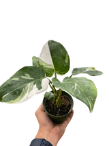 Philodendron 'White Princess' indoor houseplant