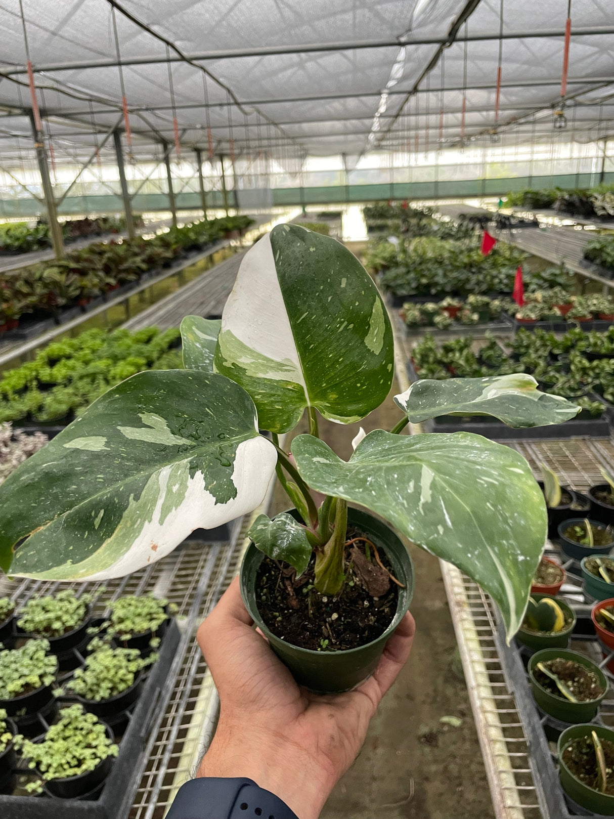 Philodendron 'White Princess' indoor houseplant