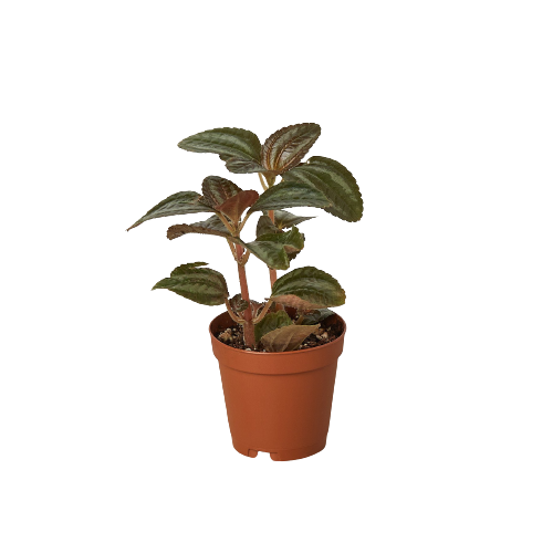 Pilea 'Bronze' indoor houseplant