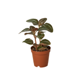 Pilea 'Bronze' indoor houseplant