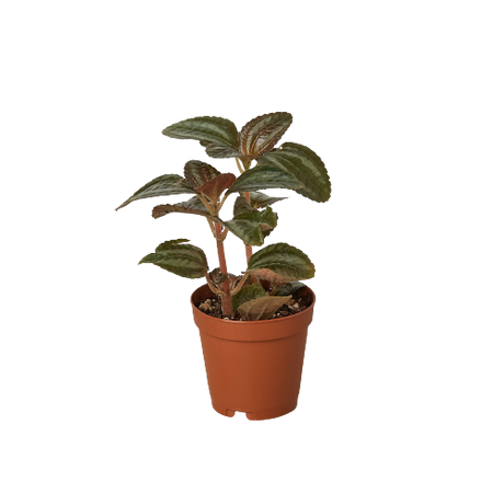 Pilea 'Bronze' indoor houseplant