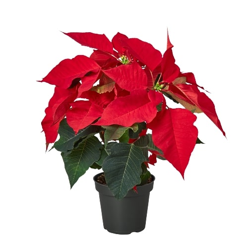 Poinsettia 'Red' indoor houseplant