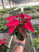 Poinsettia 'Red' indoor houseplant