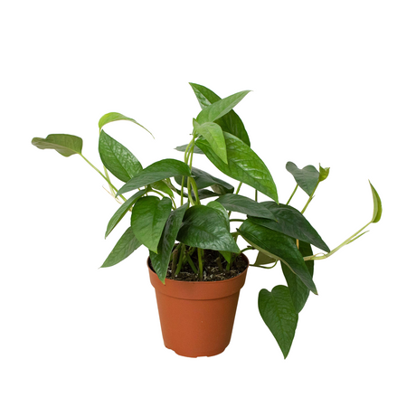 Pothos 'Cebu Blue' indoor houseplant