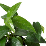 Pothos 'Cebu Blue' indoor houseplant