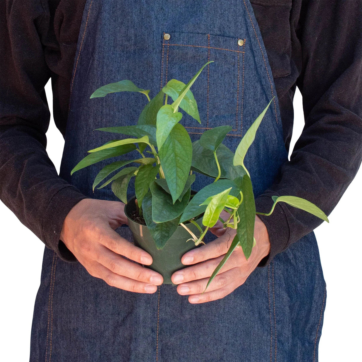 Pothos 'Cebu Blue' indoor houseplant