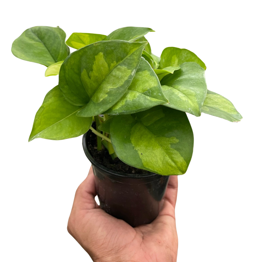 Pothos 'Global Green' indoor houseplant