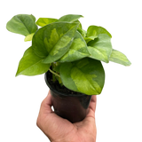 Pothos 'Global Green' indoor houseplant