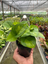 Pothos 'Global Green' indoor houseplant