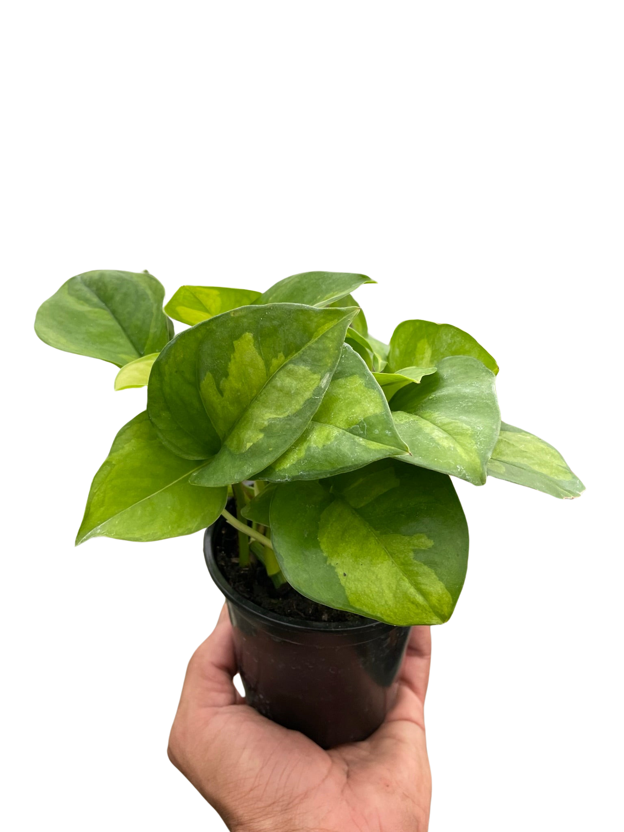 Pothos 'Global Green' indoor houseplant