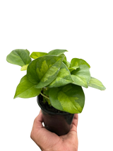 Pothos 'Global Green' indoor houseplant