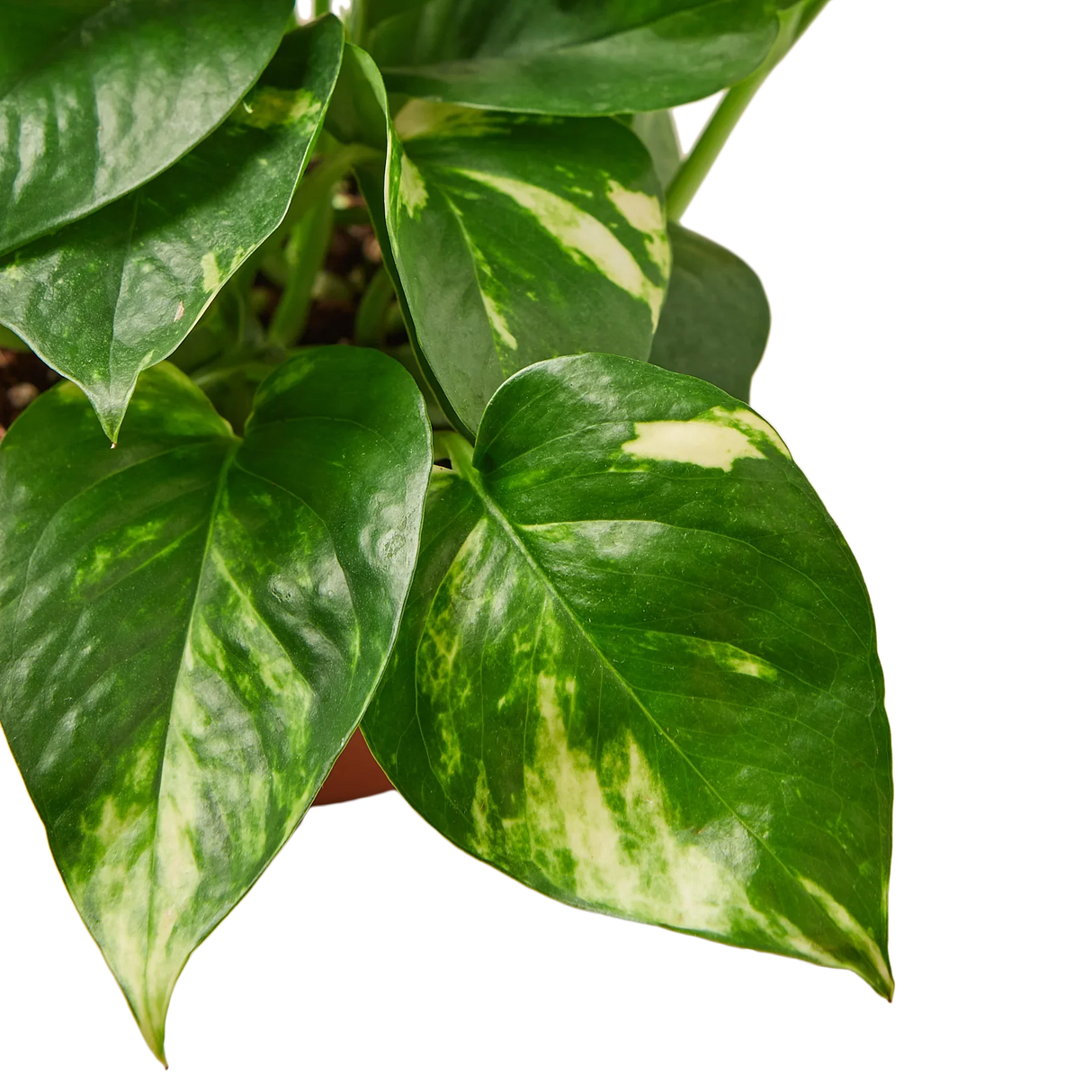 Pothos 'Golden' indoor houseplant