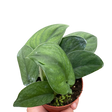 Pothos Jade Satin indoor houseplant