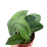 Pothos Jade Satin indoor houseplant