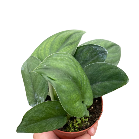 Pothos Jade Satin indoor houseplant