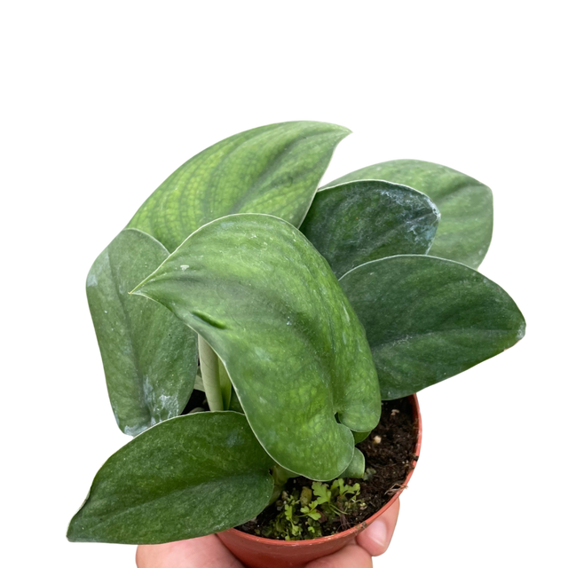 Pothos Jade Satin indoor houseplant