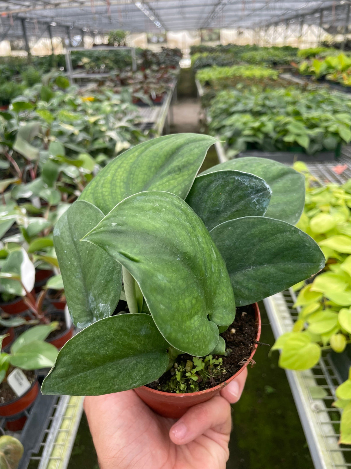 Pothos Jade Satin indoor houseplant