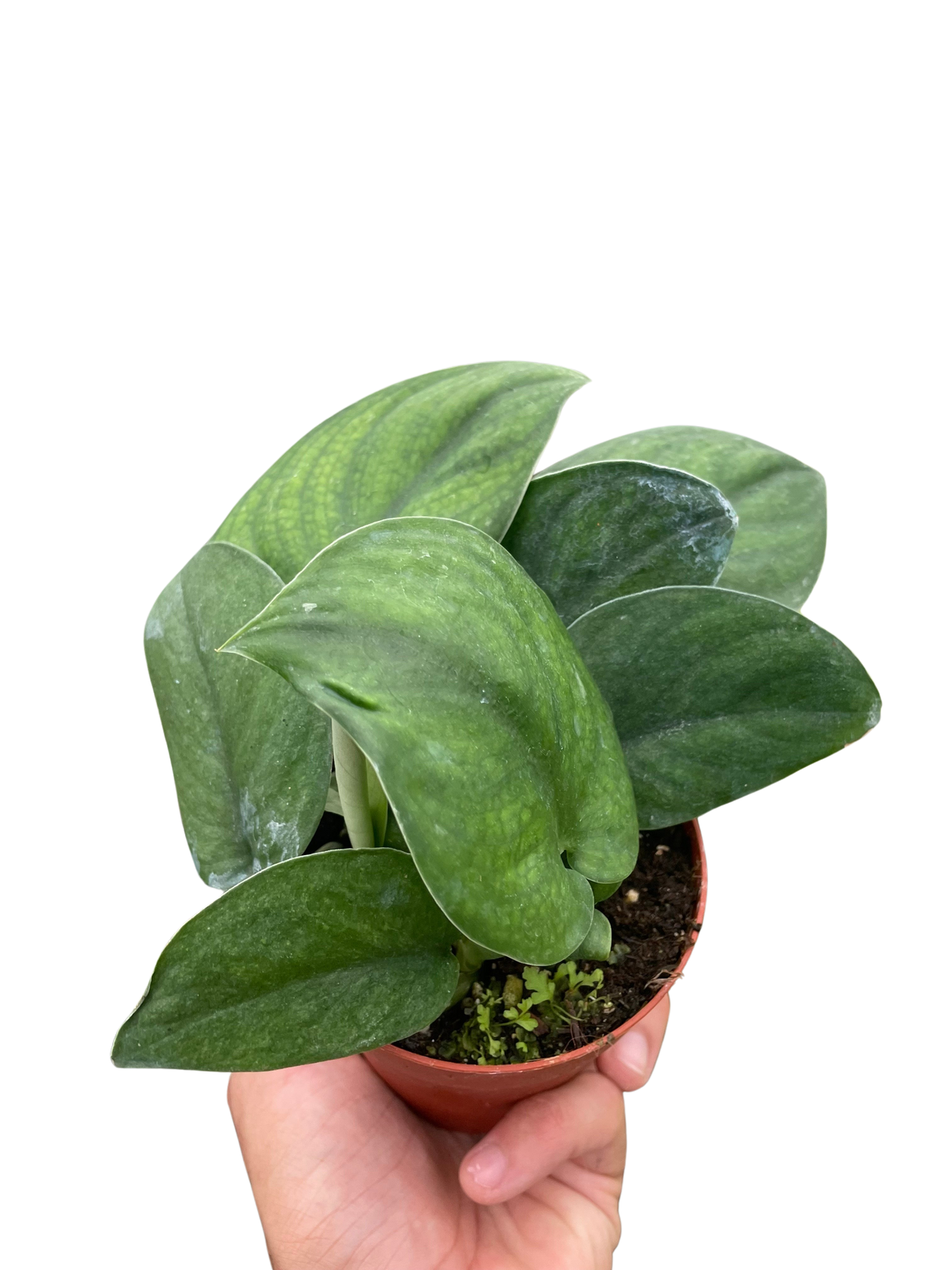 Pothos Jade Satin indoor houseplant