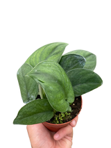 Pothos Jade Satin indoor houseplant