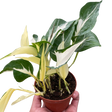 Pothos 'Mutant Manjula' indoor houseplant