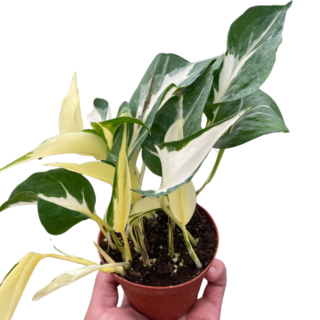 Pothos 'Mutant Manjula' indoor houseplant