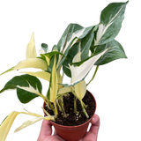 Pothos 'Mutant Manjula' indoor houseplant