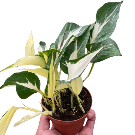 Pothos 'Mutant Manjula' indoor houseplant